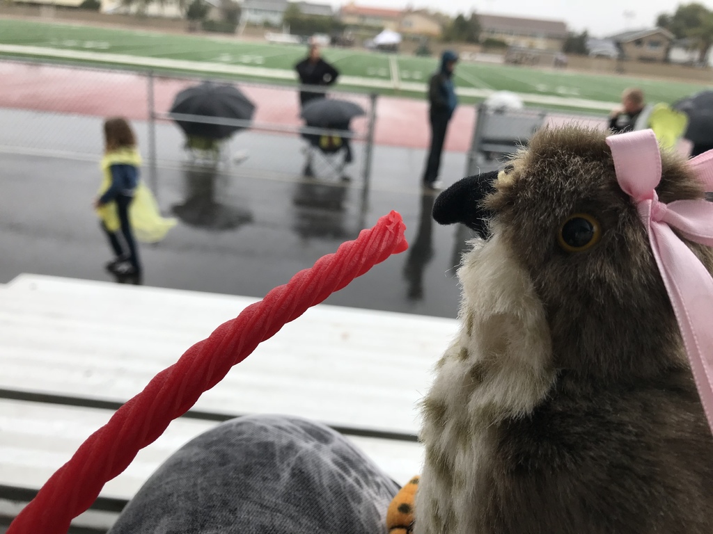 Ethel the Eldo Hawk enjoyed a half time snack at today’s rainy JV game! Where will she show up next?