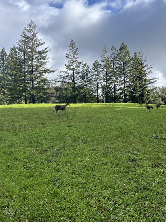 Deer in Santa Cruz during the 2024 NorCal trip!