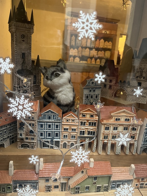 cat from pragueeee