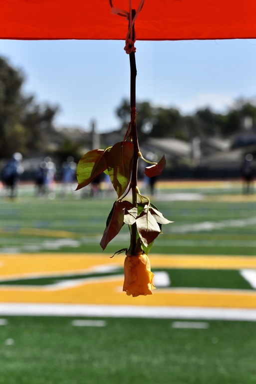 TO ALL THE JUNIOR VIKINGS TEAMS & CHEERLEADERS & PARENTS . I'AM GONING TO POST 3 PICTURES . I HOPE YOU LIKE THEM. I KNEW TODAY THAT ALL THE PARENTS , WOULD GET A FLOWER FROM THE PLAYERS & I, ALSO GOT ONE MYSELF THANK YOU .TO ME , THIS FLOWER HAS BECOME . 