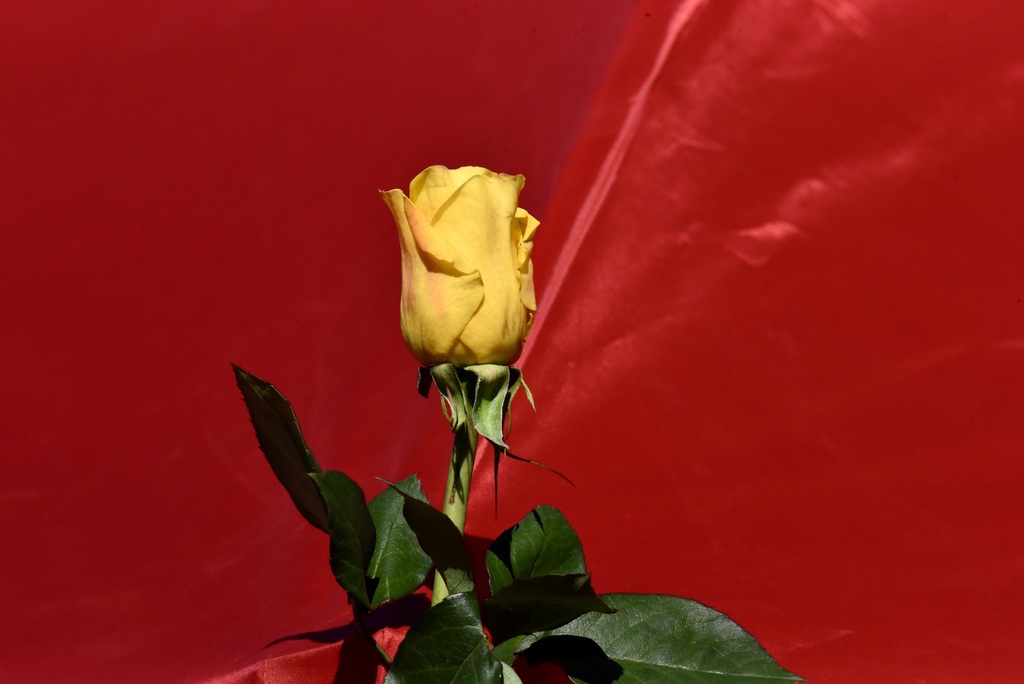 ROSE # 2