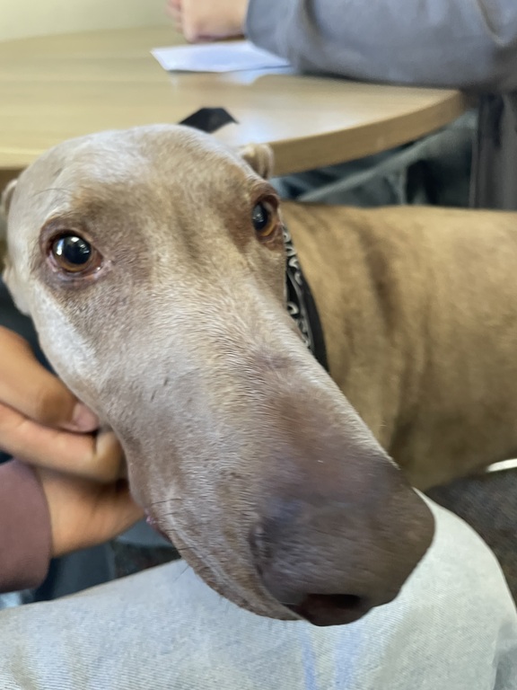 Mrs. Servins’s dog Lucifer having a great time at the 2025 THS MUN conference.
