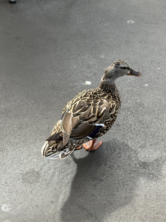 Duck seen at Disneyland MUN